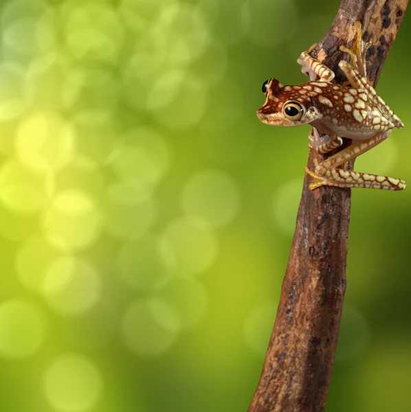 Rana arborícola tropical — Foto de Stock