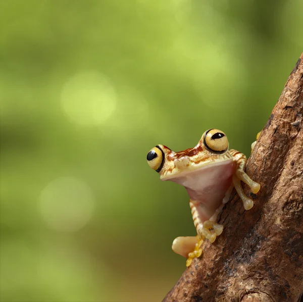 热带树蛙 — 图库照片