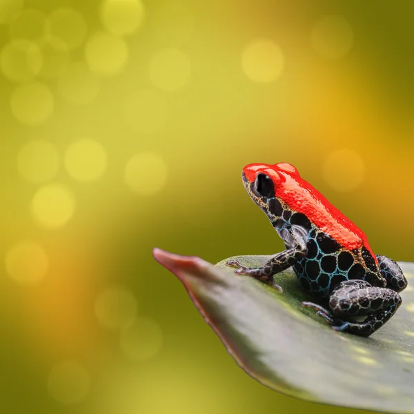 Sapo de dardo venenoso tropical — Fotografia de Stock