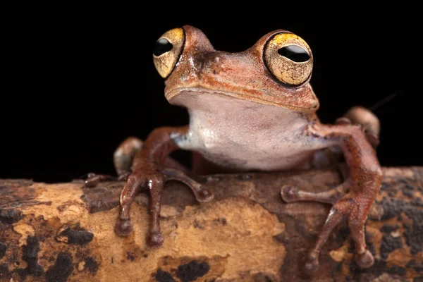 Tropischer Laubfrosch bei Nacht — Stockfoto