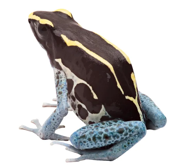 Poison arrow frog — Stock Photo, Image
