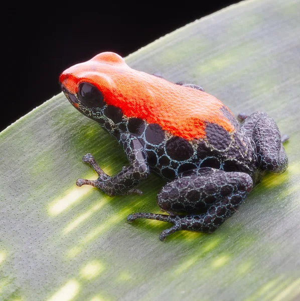 Ranotimeya reticulata — Foto Stock