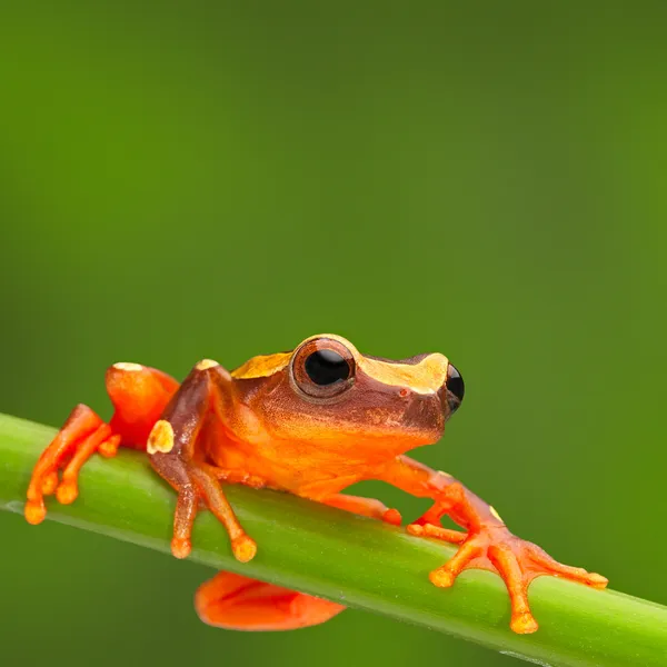 Czerwony drzewo żaba, wspinaczka — Zdjęcie stockowe
