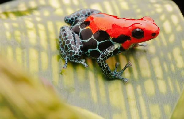 Red poison arrow frog — Stock Photo, Image
