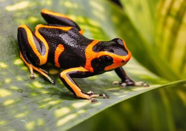 Poison dart frog — Stock Photo, Image