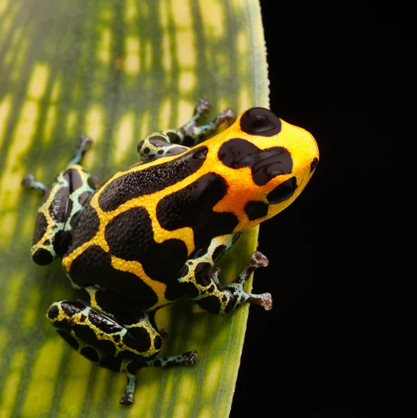 Rana de flecha venenosa — Foto de Stock