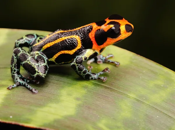 Tropikal zehirli kurbağa — Stok fotoğraf