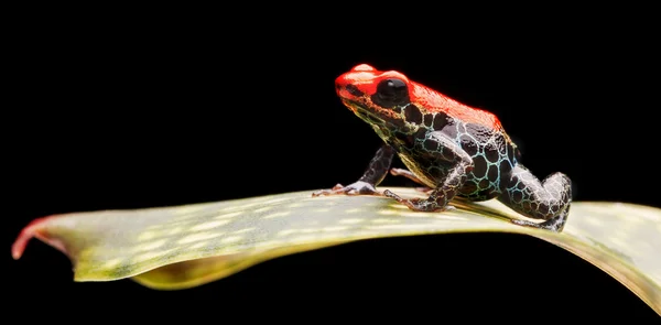 Reticulated zehirli ok kurbağası — Stok fotoğraf
