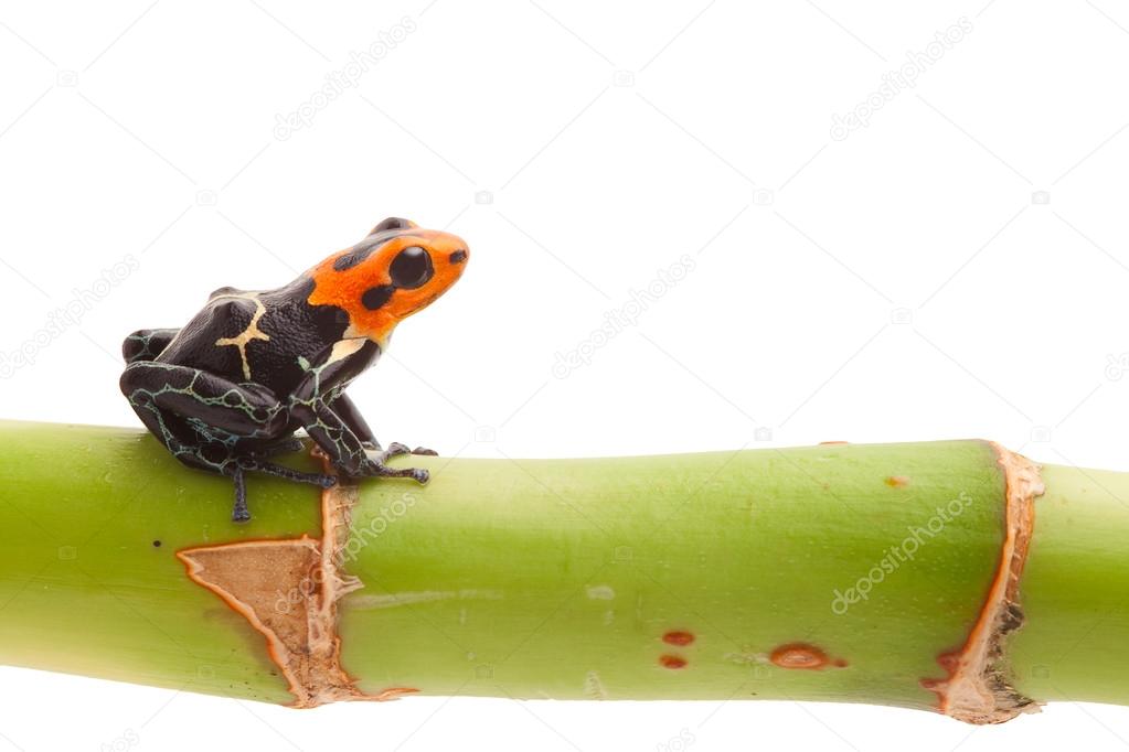 poison arrow frog isolated