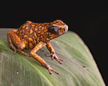 poison arrow frog Peru clipart