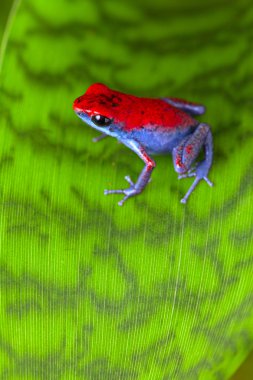 strawberry poison frog clipart