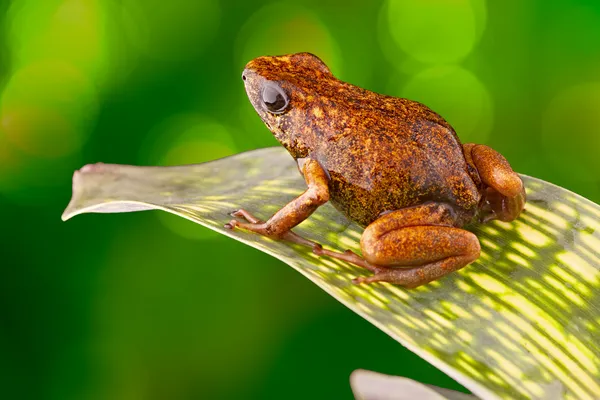 Tropikal zehirli dart kurbağa Ekvador — Stok fotoğraf
