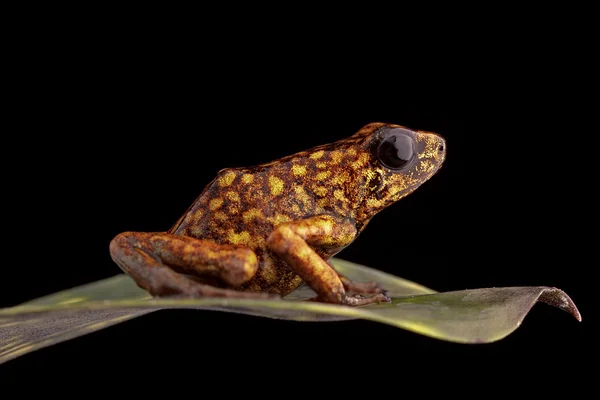 Poison arrow frog Peru — Stock Photo, Image