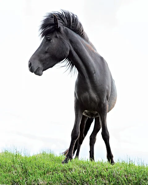 Islandský kůň černý — Stock fotografie
