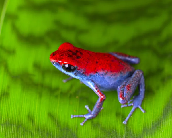Strawberry poison frog — Stock Photo, Image