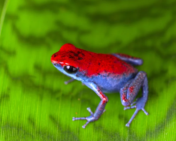 Aardbei vergif kikker — Stockfoto