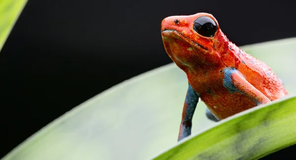 Czerwona truskawka Zatruta żaba — Zdjęcie stockowe