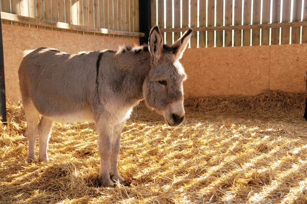 Donkey stabil — Stockfoto