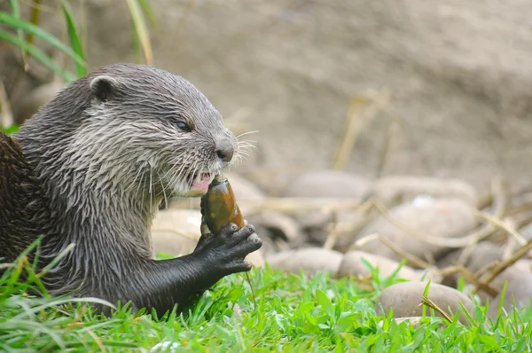 Alimentación de nutria — Foto de Stock