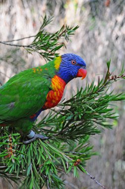 bir ağaçta bir gökkuşağı Lori