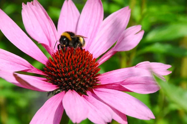 Занятая пчела — стоковое фото