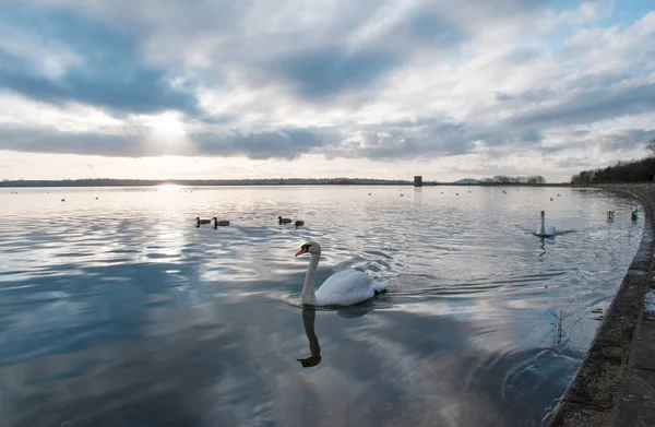 Lago Swan —  Fotos de Stock