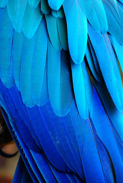 bright blue feathers