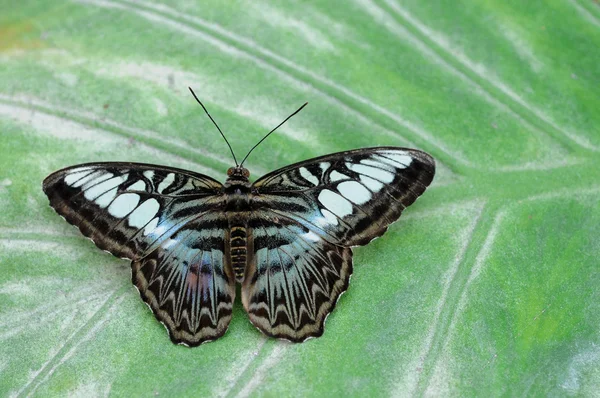 Borboleta na folha verde — Fotografia de Stock