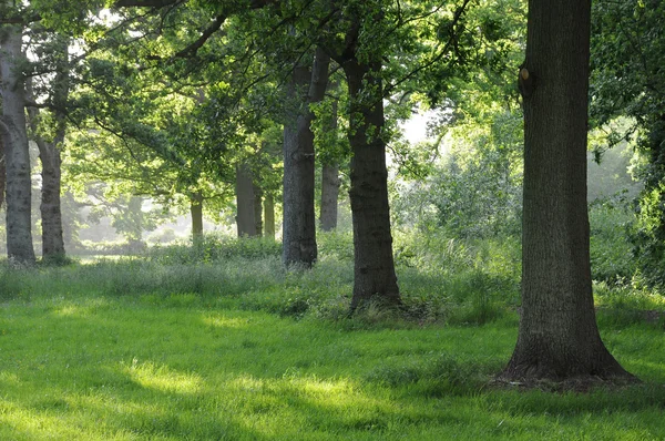 Mancha de sol na floresta — Fotografia de Stock