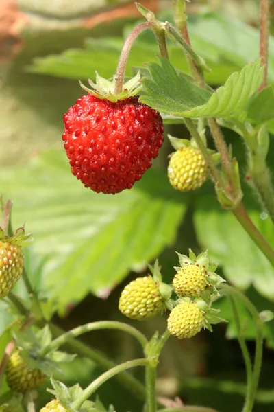 Wild strawberries. — Stock Photo, Image