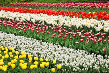 renkli Lale keukenhof bahçeleri.