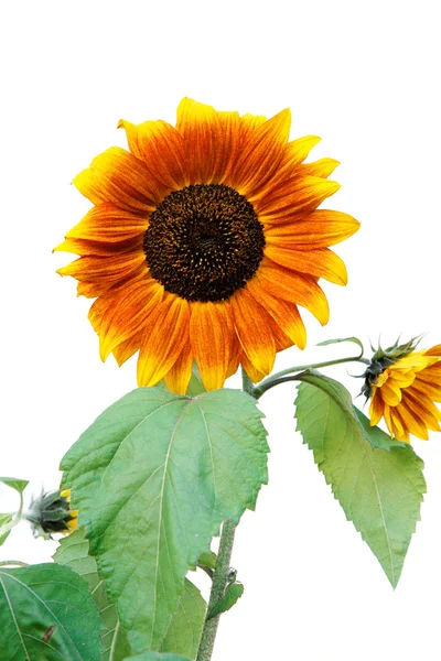 Sonnenblumen mit Blättern. — Stockfoto