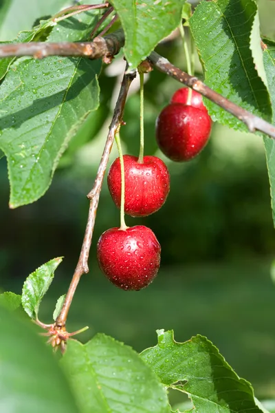Ripe cherries. — Stock Photo, Image