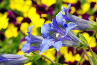Gentiana clusii