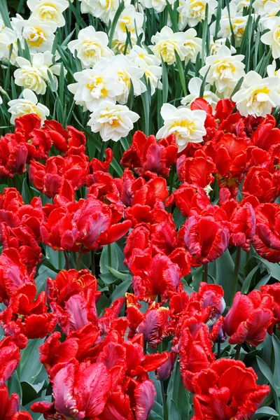 Tulipanes rojos y blancos. —  Fotos de Stock