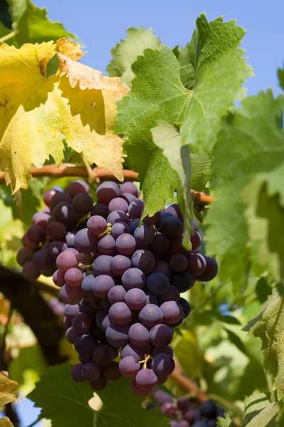 Red grapes. — Stock Photo, Image