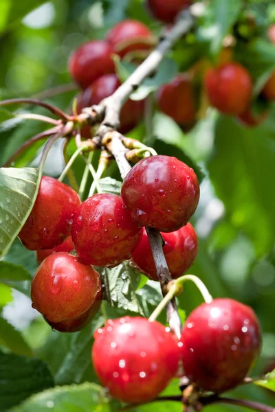 Ripe cherries — Stock Photo, Image