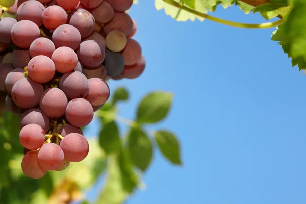 Red grapes. — Stock Photo, Image