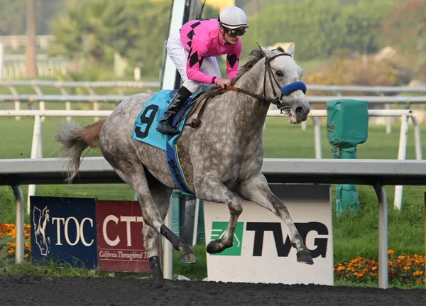 "Flashback" Wins His First Race — Stock Photo, Image