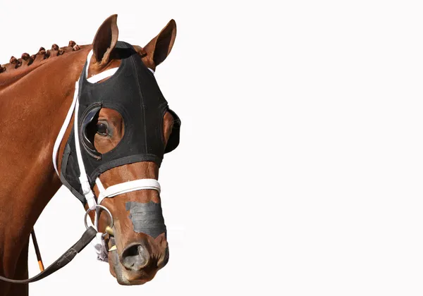 Face of a Thoroughbred Racehorse — Stock Photo, Image