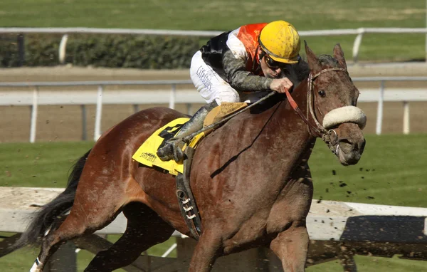 Branding Wins Her First Race — Stock Photo, Image