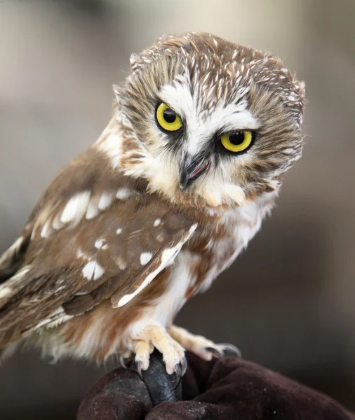 Porträtt av norra såg - whet owl — Stockfoto