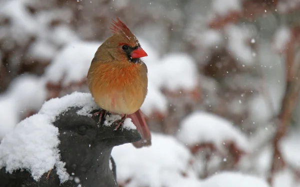 Kardinal im fallenden Schnee — Stockfoto