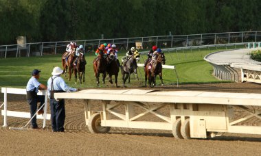 Thoroughbreds Storm Down The Hillside Turf Course clipart