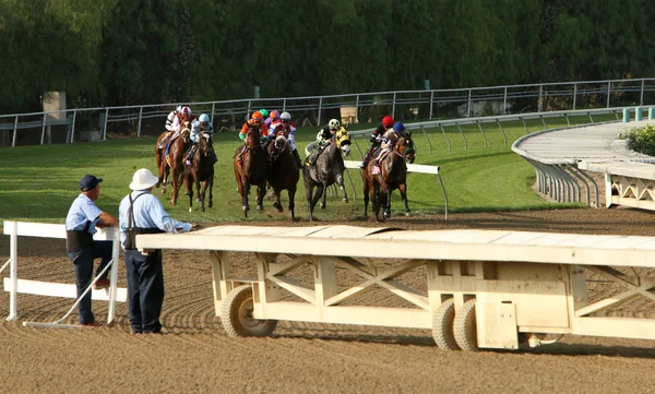 Purosangue Storm Down The Hillside Turf Course — Foto Stock