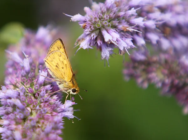 Бабочка-шкипер — стоковое фото
