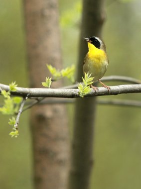 ortak yellowthroat