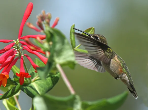 Rufous Hummingbird at Red Honeysuckle — Stock Photo, Image