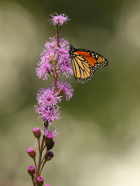 Метелик монарх на луг blazingstar — стокове фото