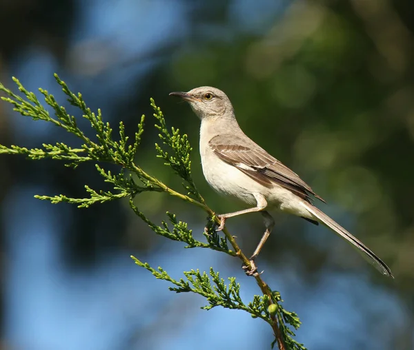 Noordse Spotvogel Jeneverbes — Stockfoto